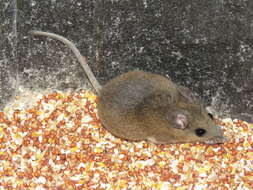 Image of Cotton Deermouse