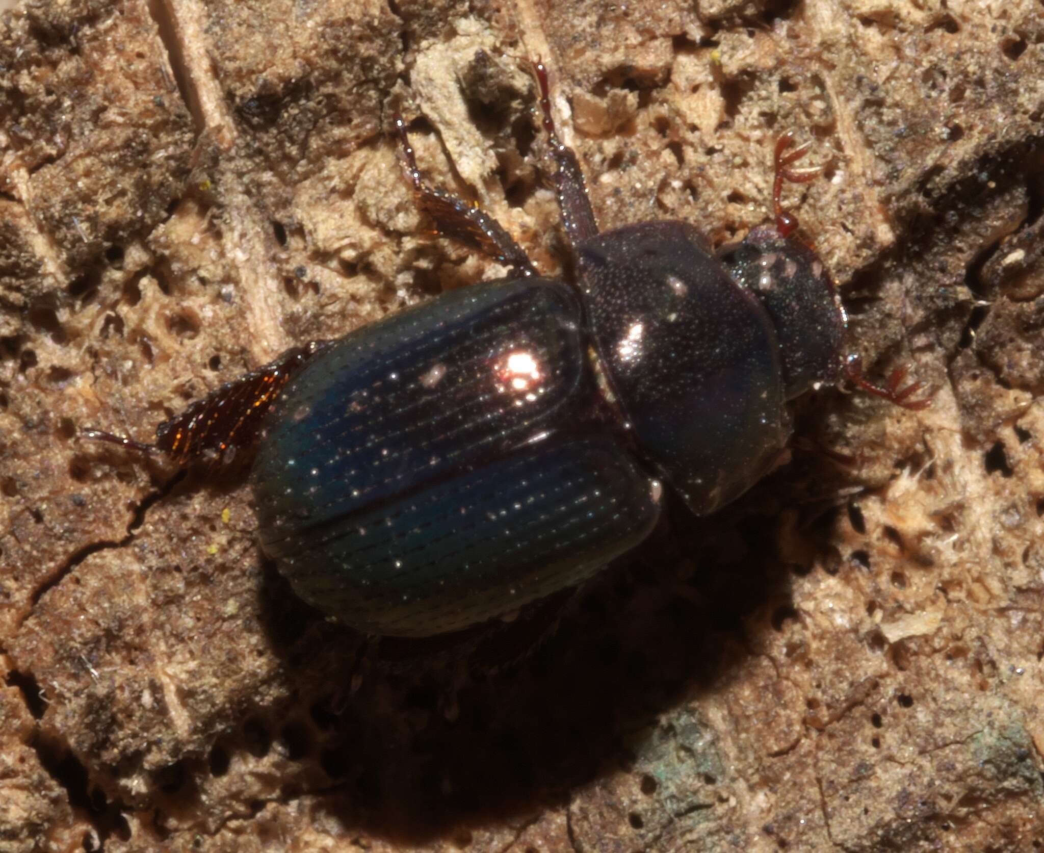 Image of Germarostes aphodioides (Illiger 1800)