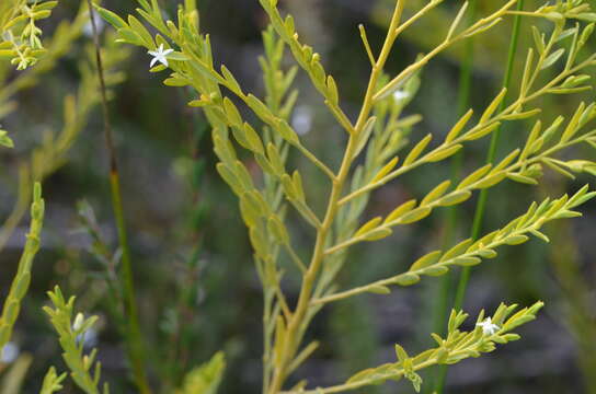 Image of Olax stricta R. Br.