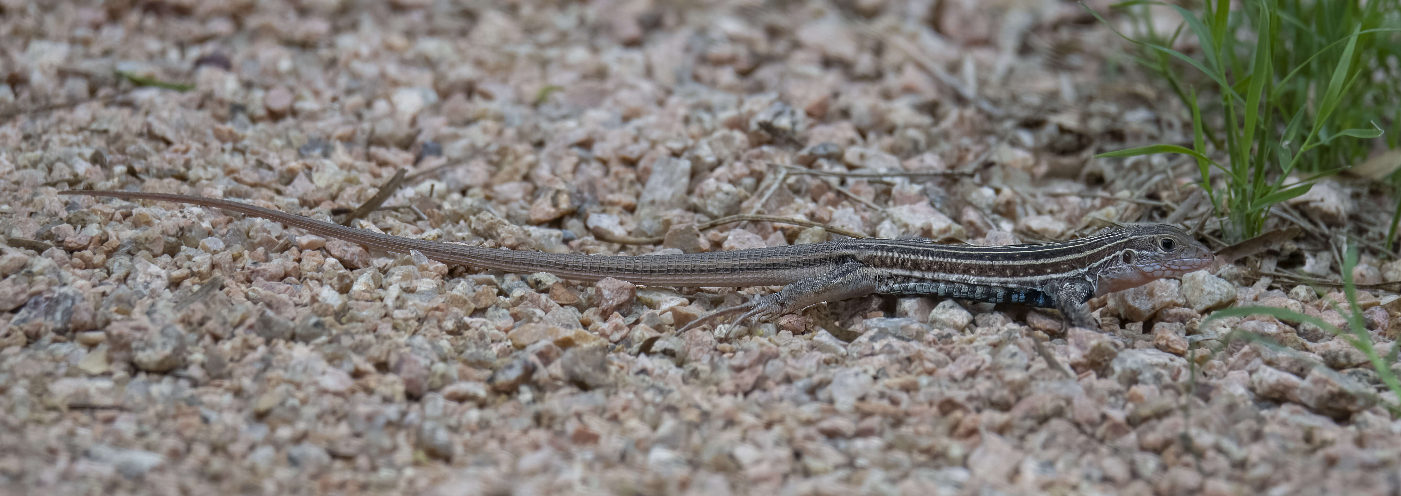 Image of Common Spotted Whiptail