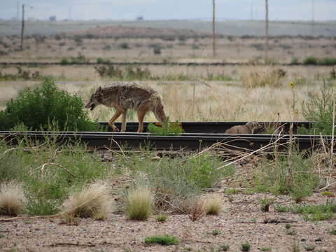 Image of badger