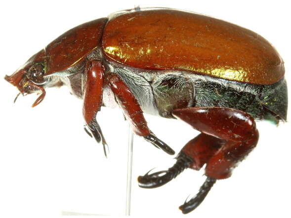 Image of King Beetle