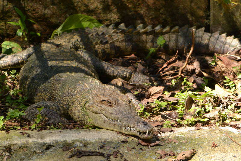 Imagem de Crocodylus acutus (Cuvier 1807)