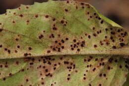 Image of Broad-leaved Willowherb