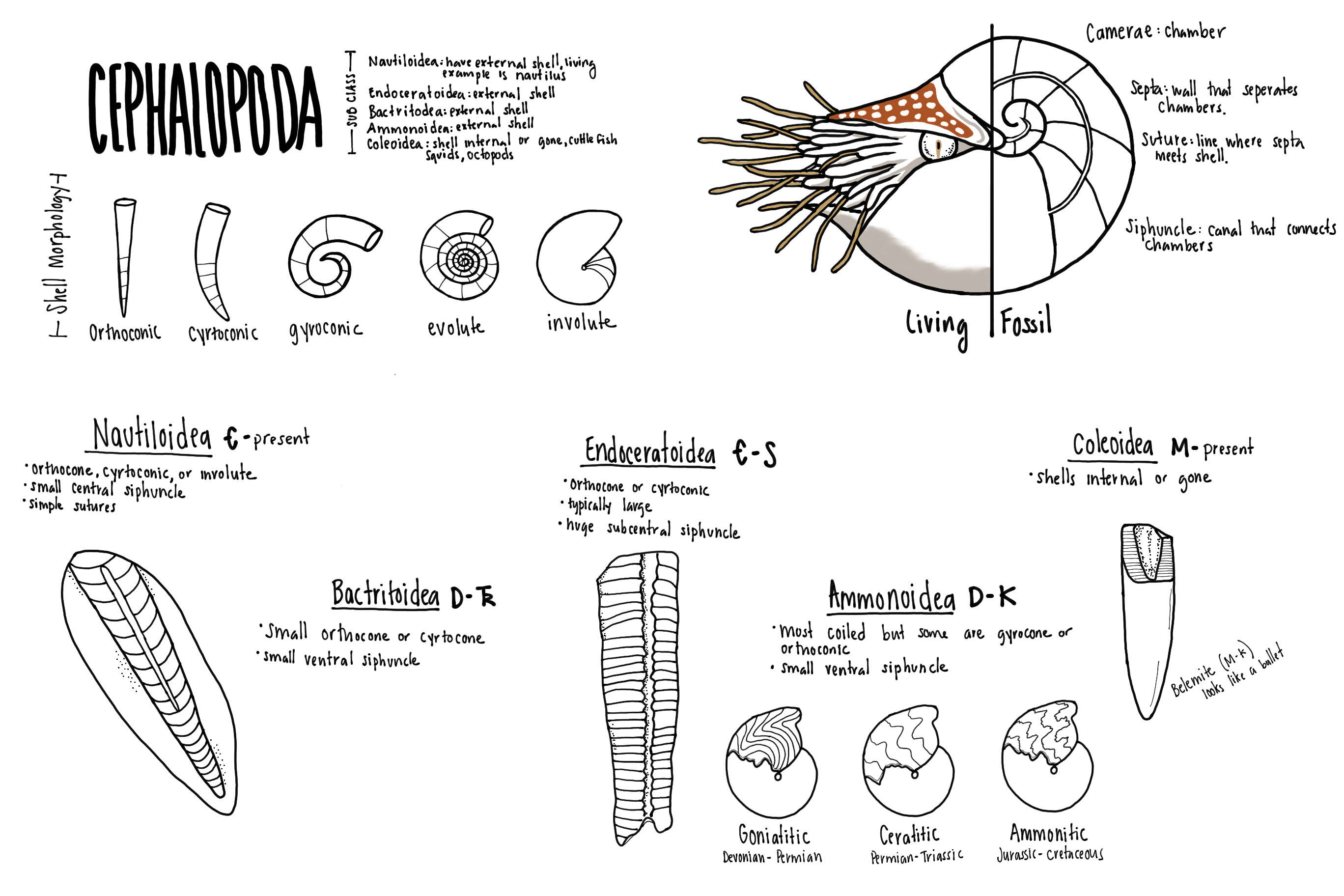 Image of cephalopods