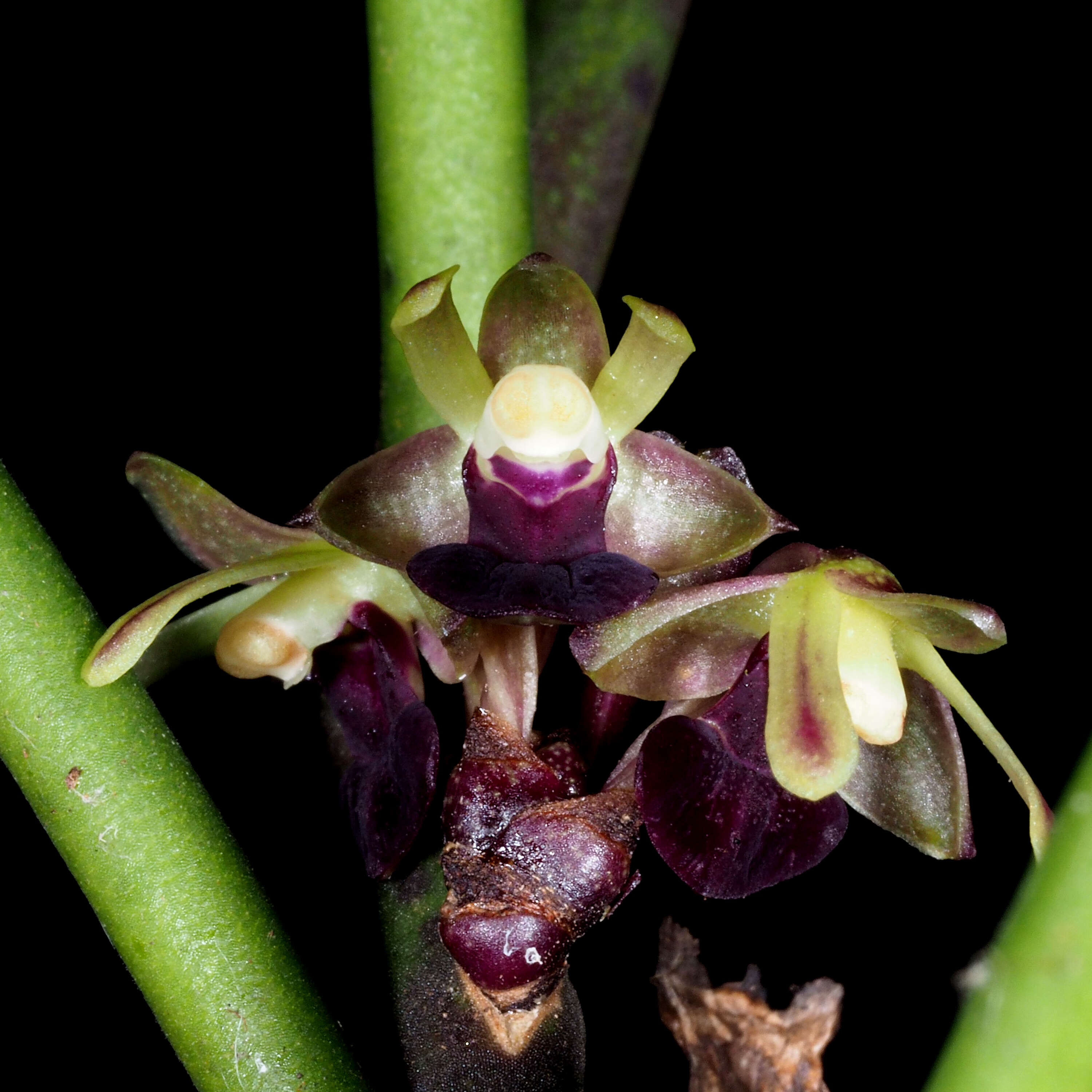 Image of Luisia tristis (G. Forst.) Hook. fil.