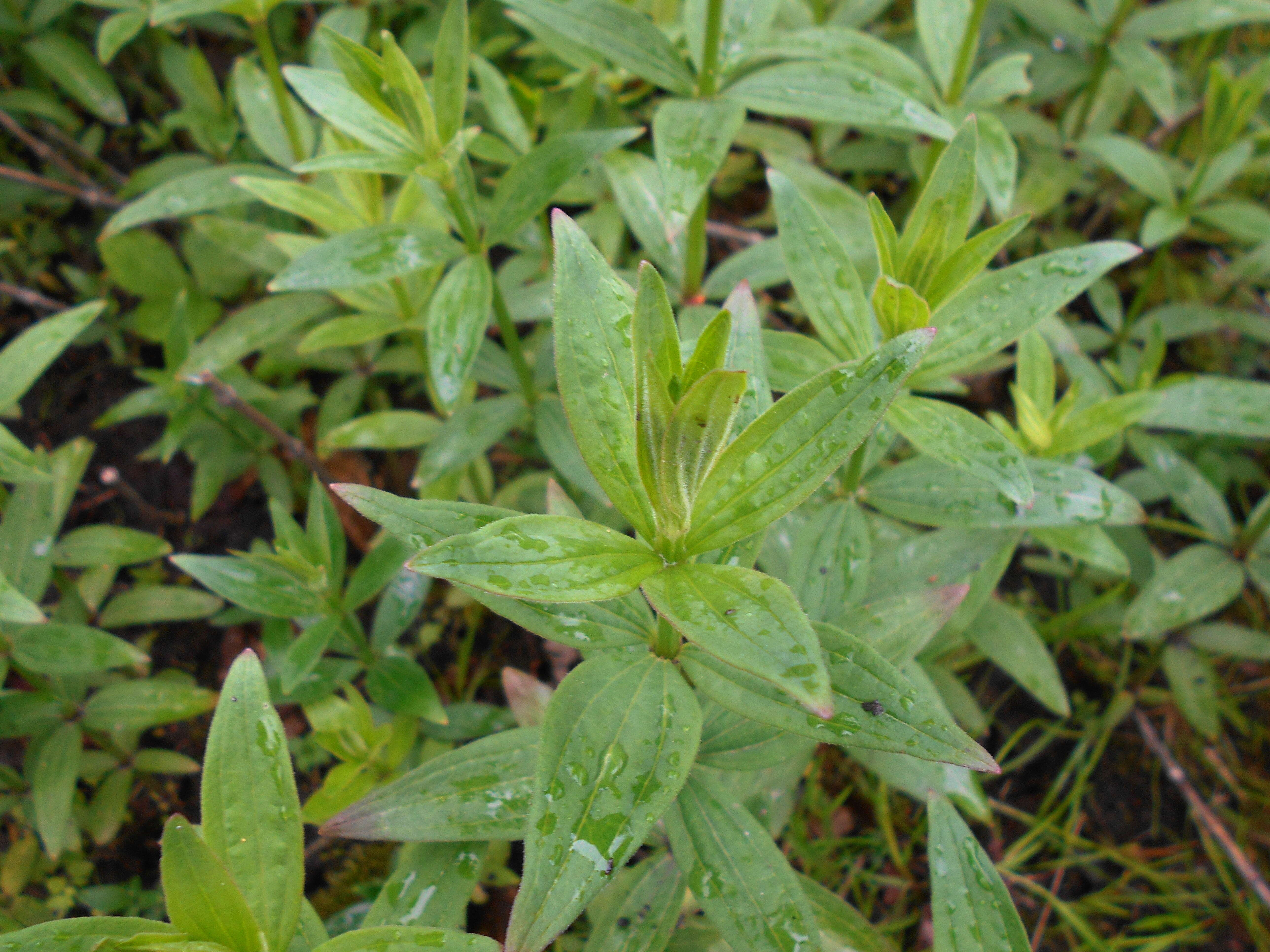 Plancia ëd Galium rubioides L.