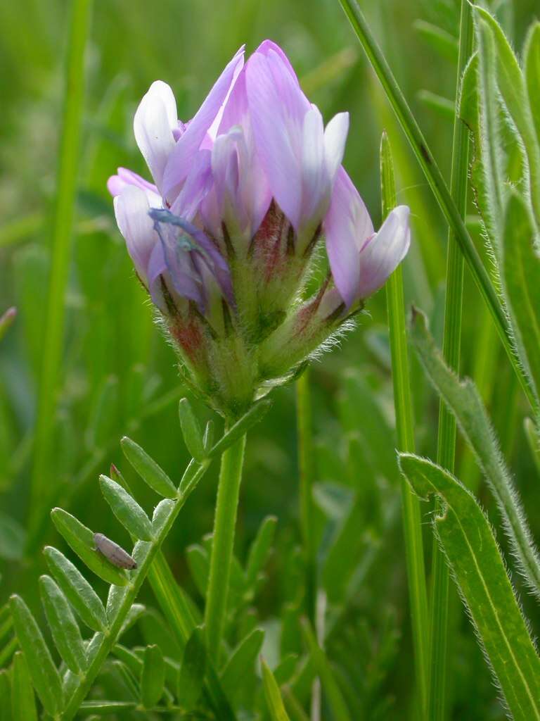 Слика од Astragalus agrestis Douglas ex Hook.