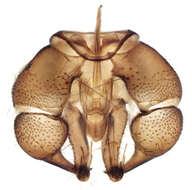 Image of moth flies and sand flies