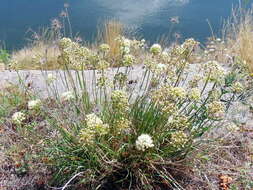 Image of Allium flavescens Besser