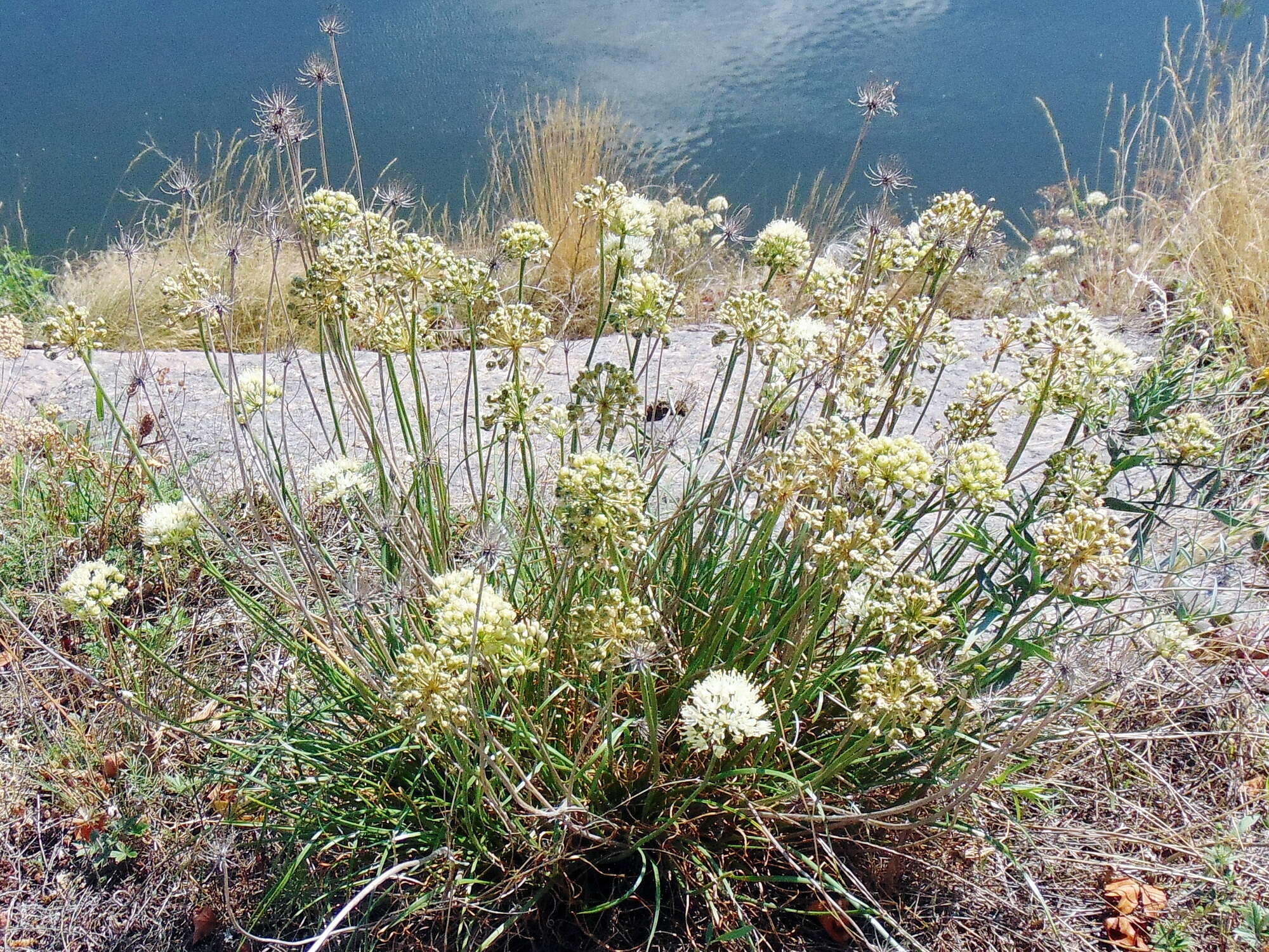 Image of Allium flavescens Besser