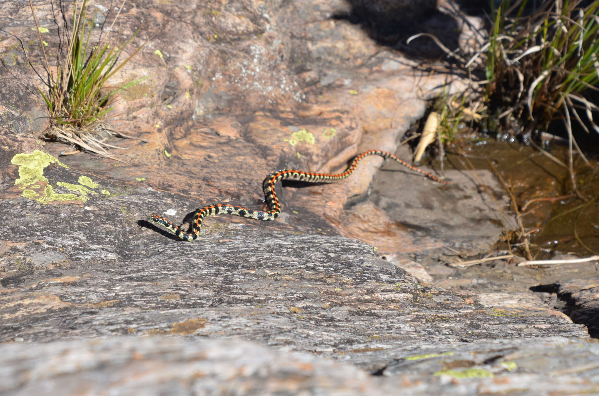 Lygophis elegantissimus (Koslowsky 1896) resmi