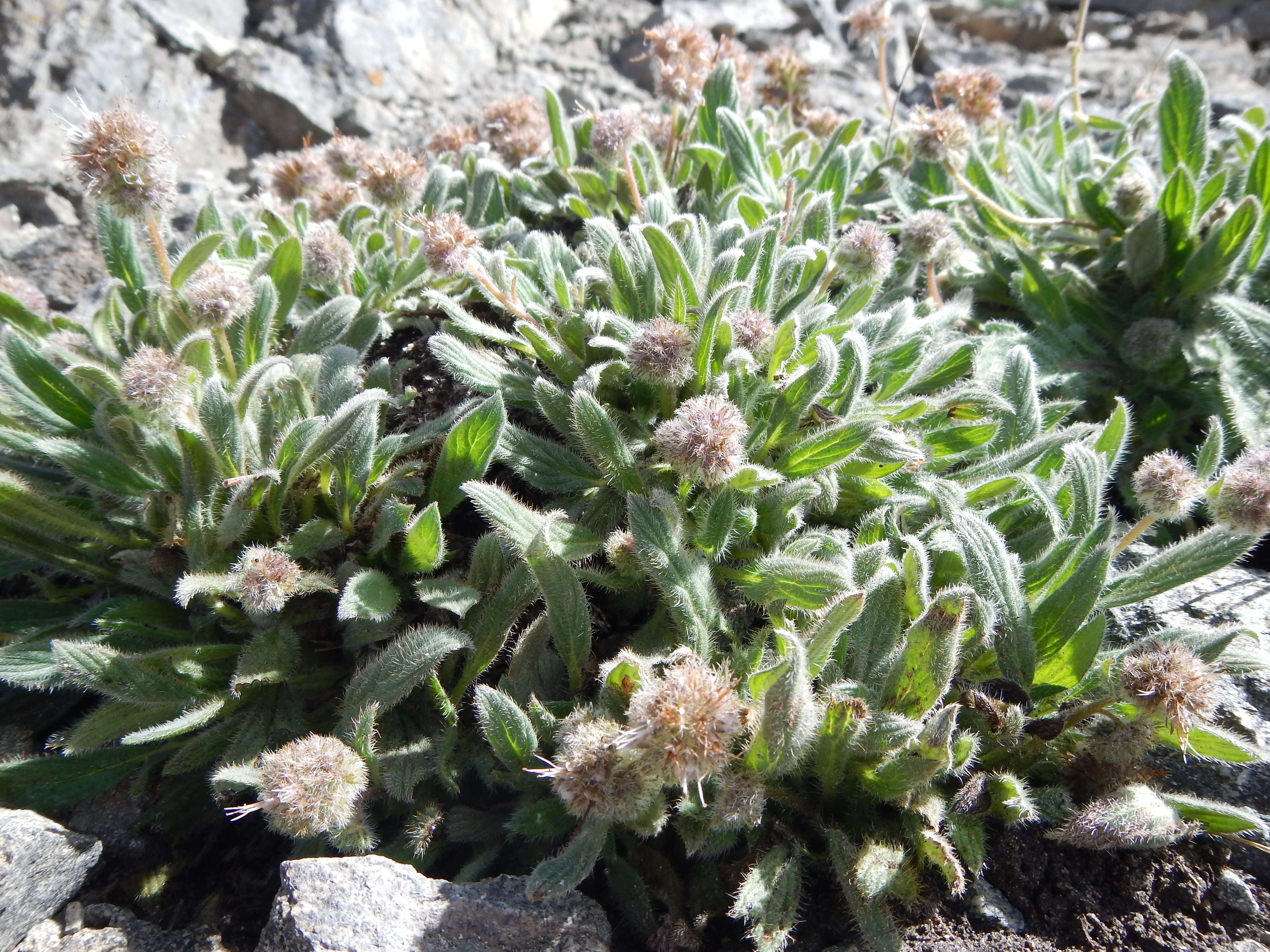 Image of silverleaf phacelia