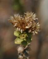 Image of Oedera squarrosa (L.) A. A. Anderberg & K. Bremer