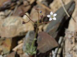 Image of Clokey's gilia