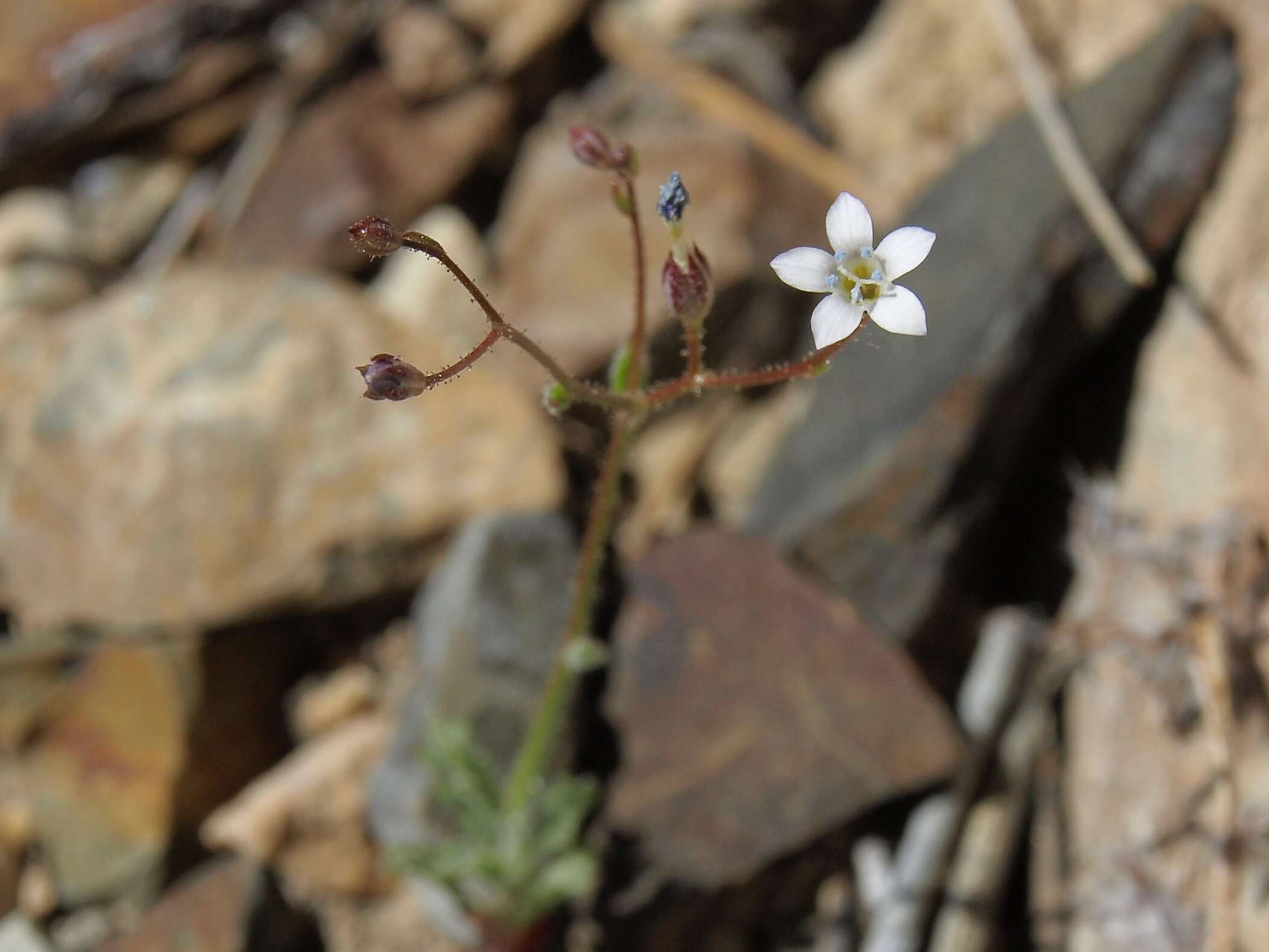 Image of Clokey's gilia