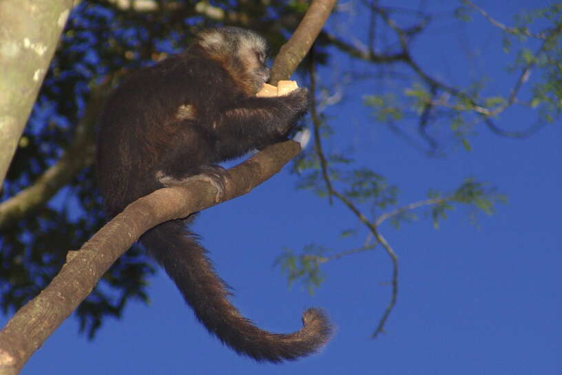 Image of Black Capuchin