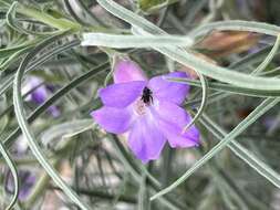 Image of Eremophila foliosissima Kränzl.