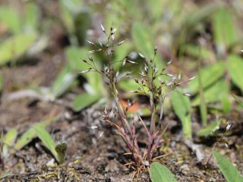 Image of silver hairgrass