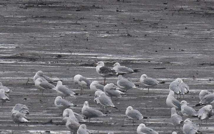 Image of Lesser Black-backed Gull