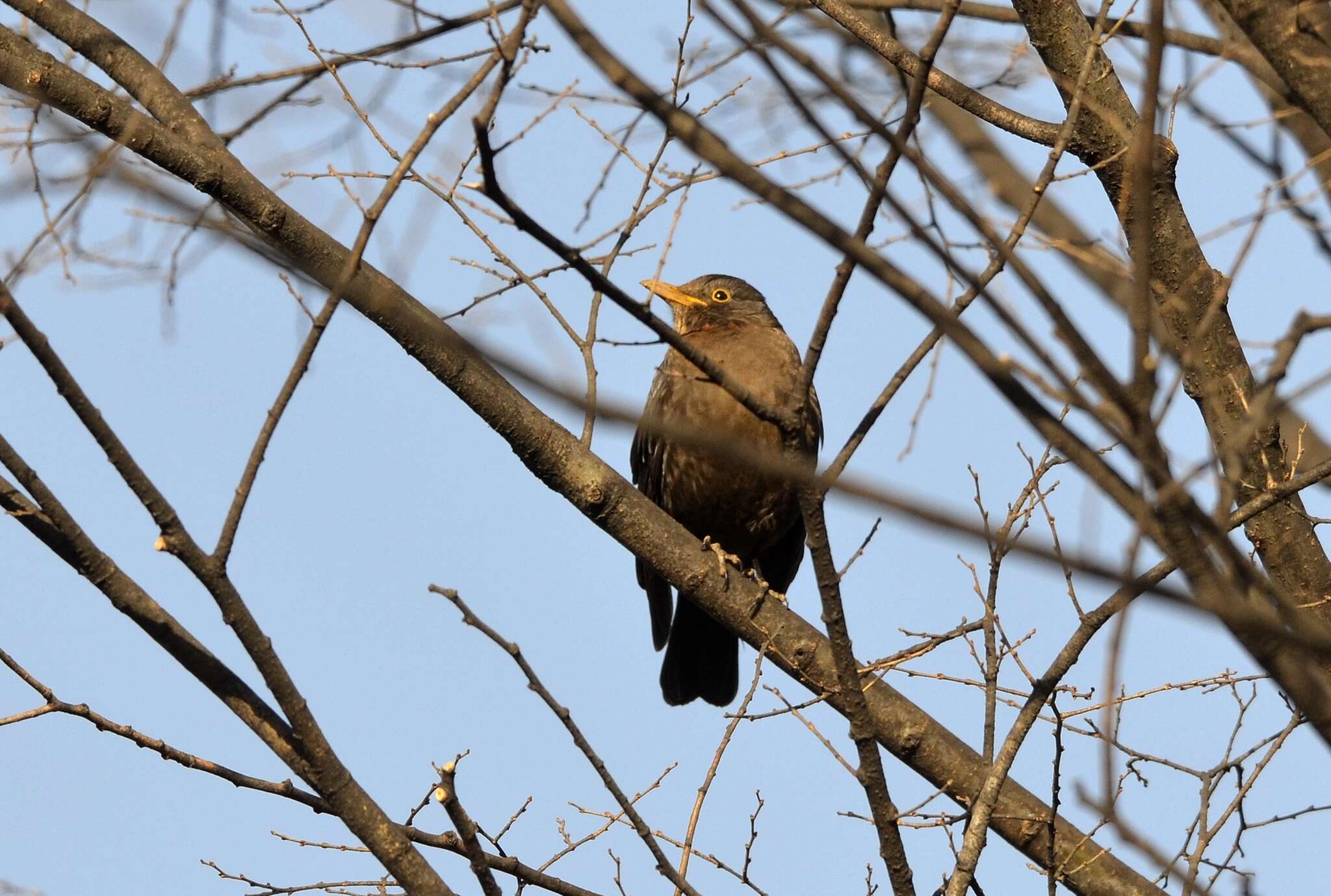 Image of Chinese Blackbird