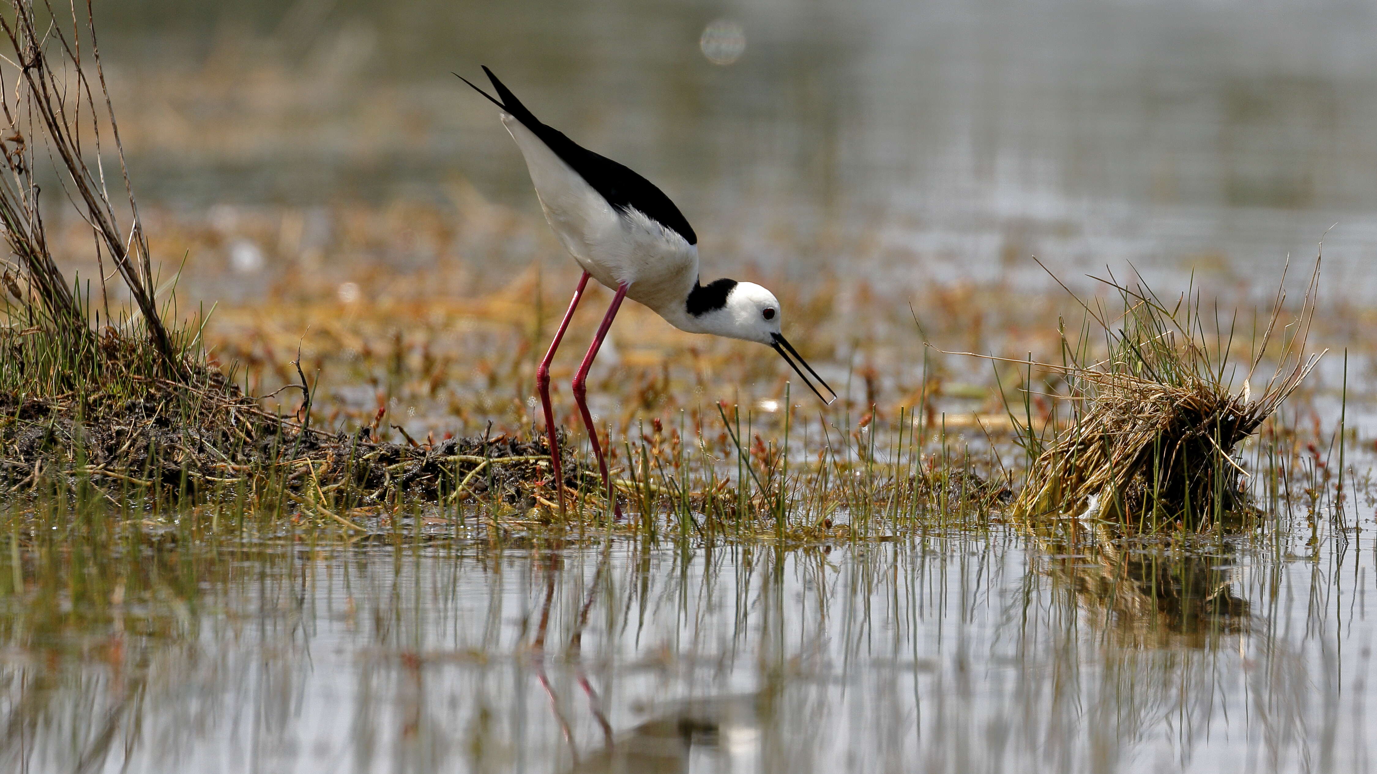 Image of Pied Stilt