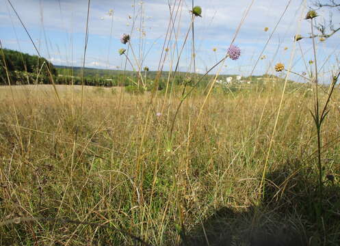 Image of Devil’s Bit Scabious