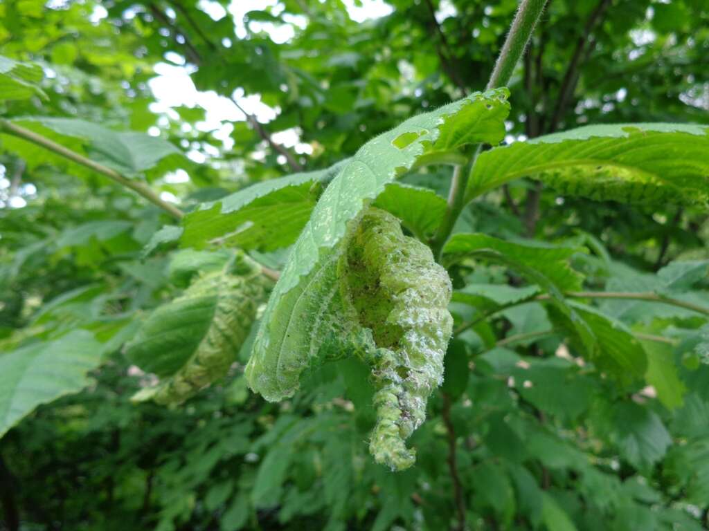 Image of Woolly aphids