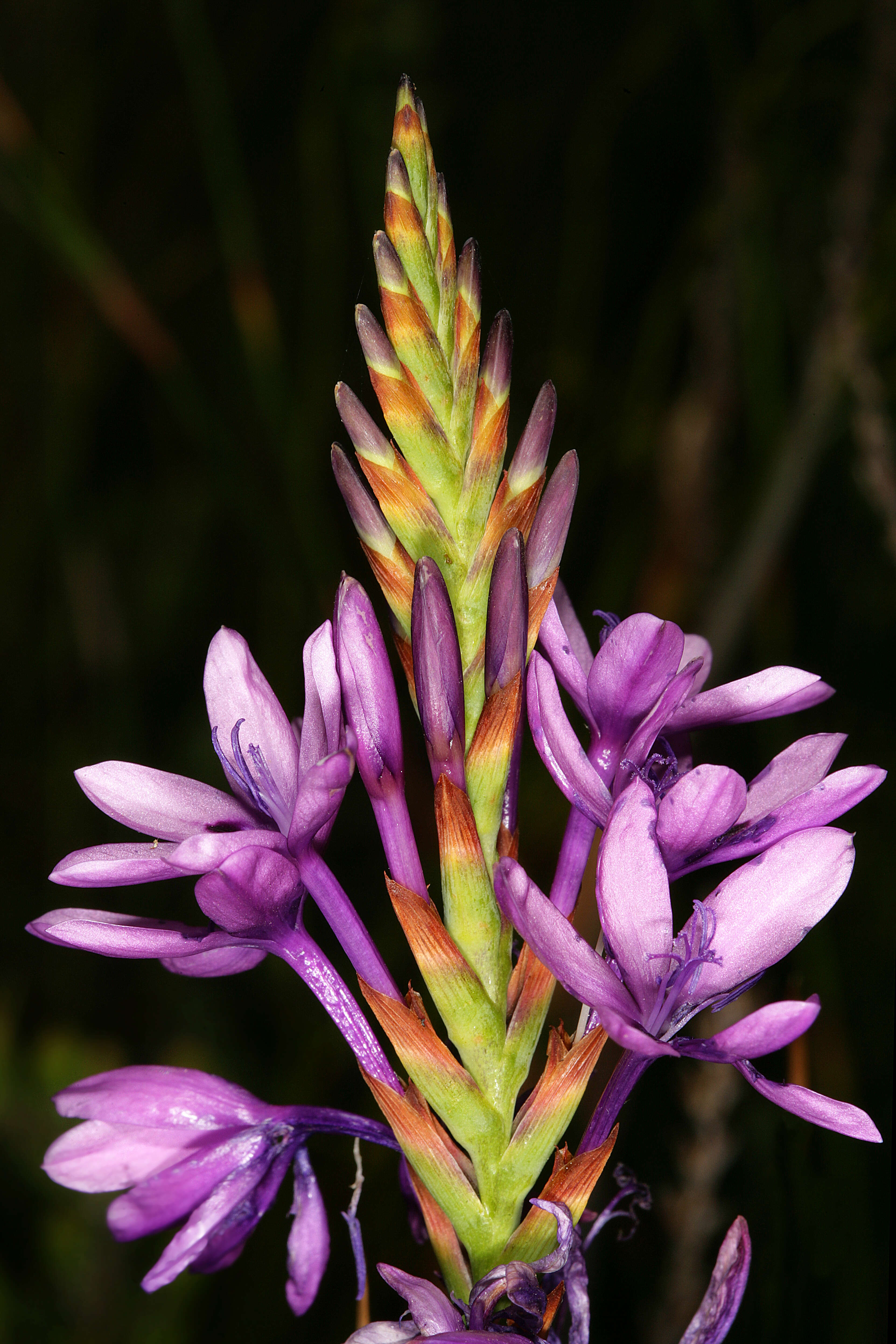 Image of Pypies