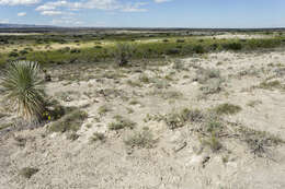 Image of soaptree yucca