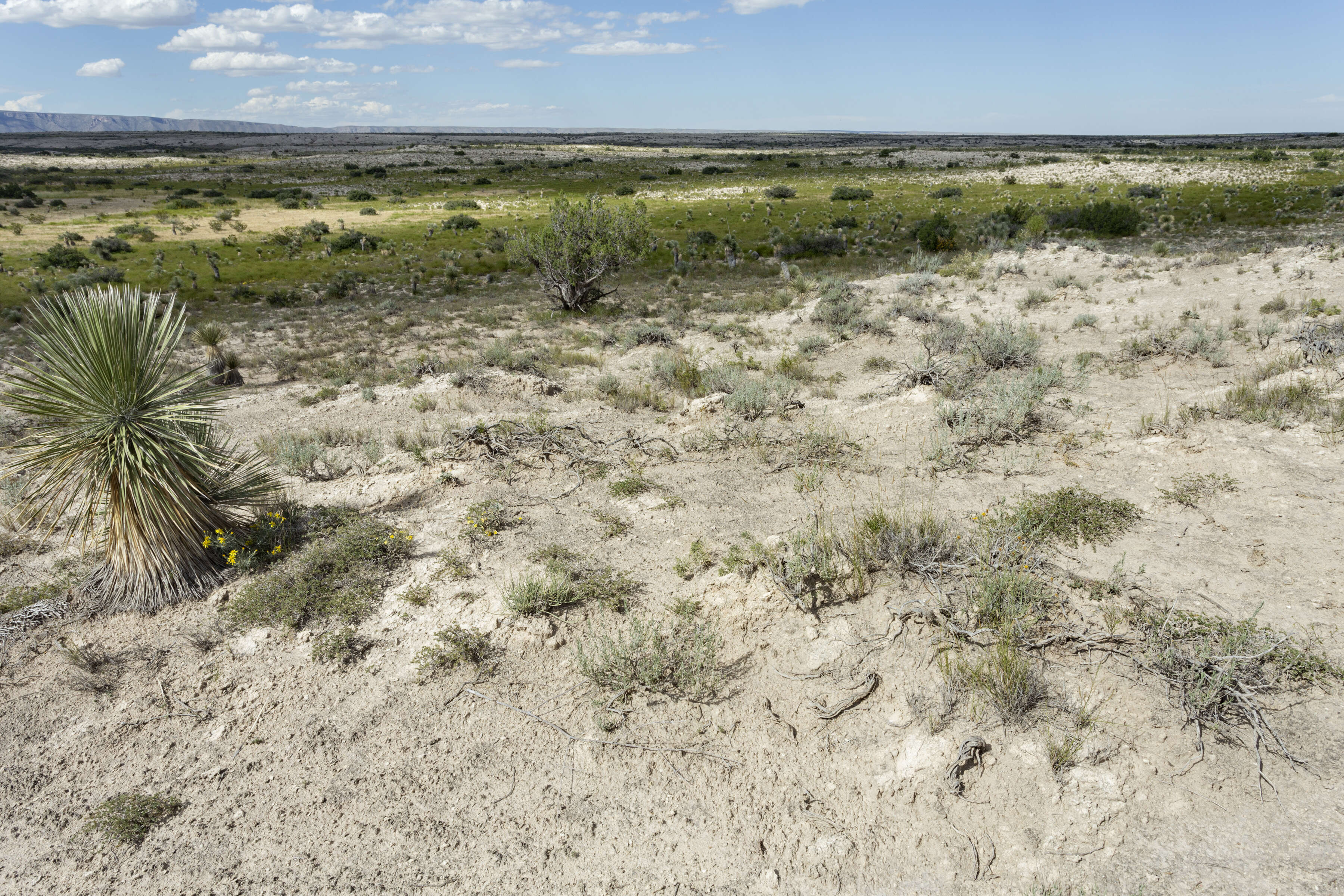 Image of soaptree yucca