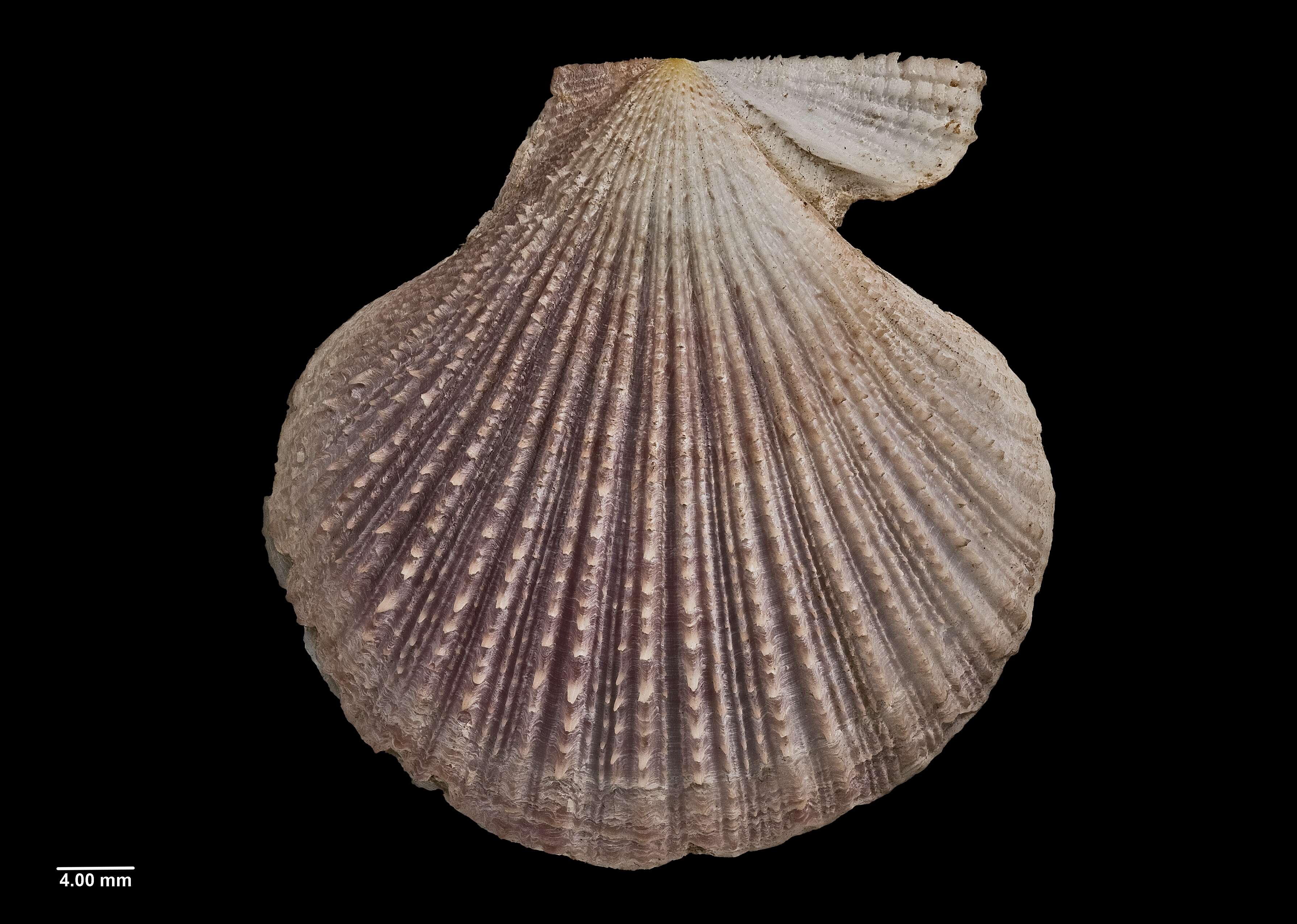 Image of Talochlamys zelandiae (Gray 1843)