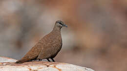 Image of White-quilled Rock Pigeon