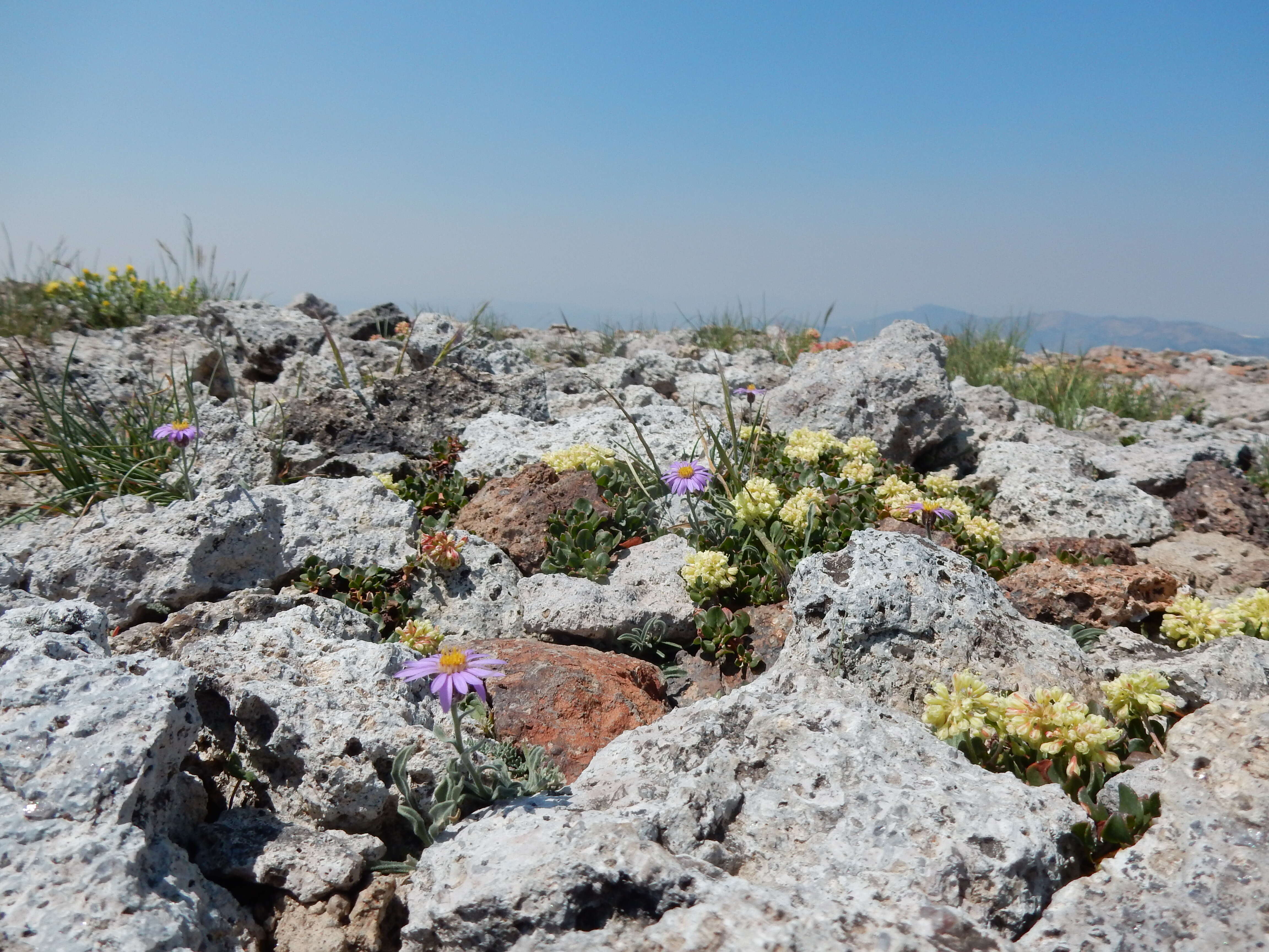 Image of Idaho fleabane