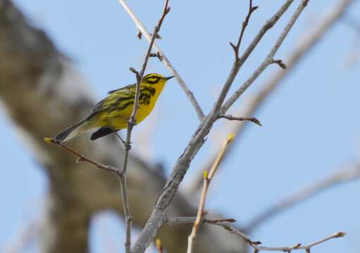 Image of Prairie Warbler