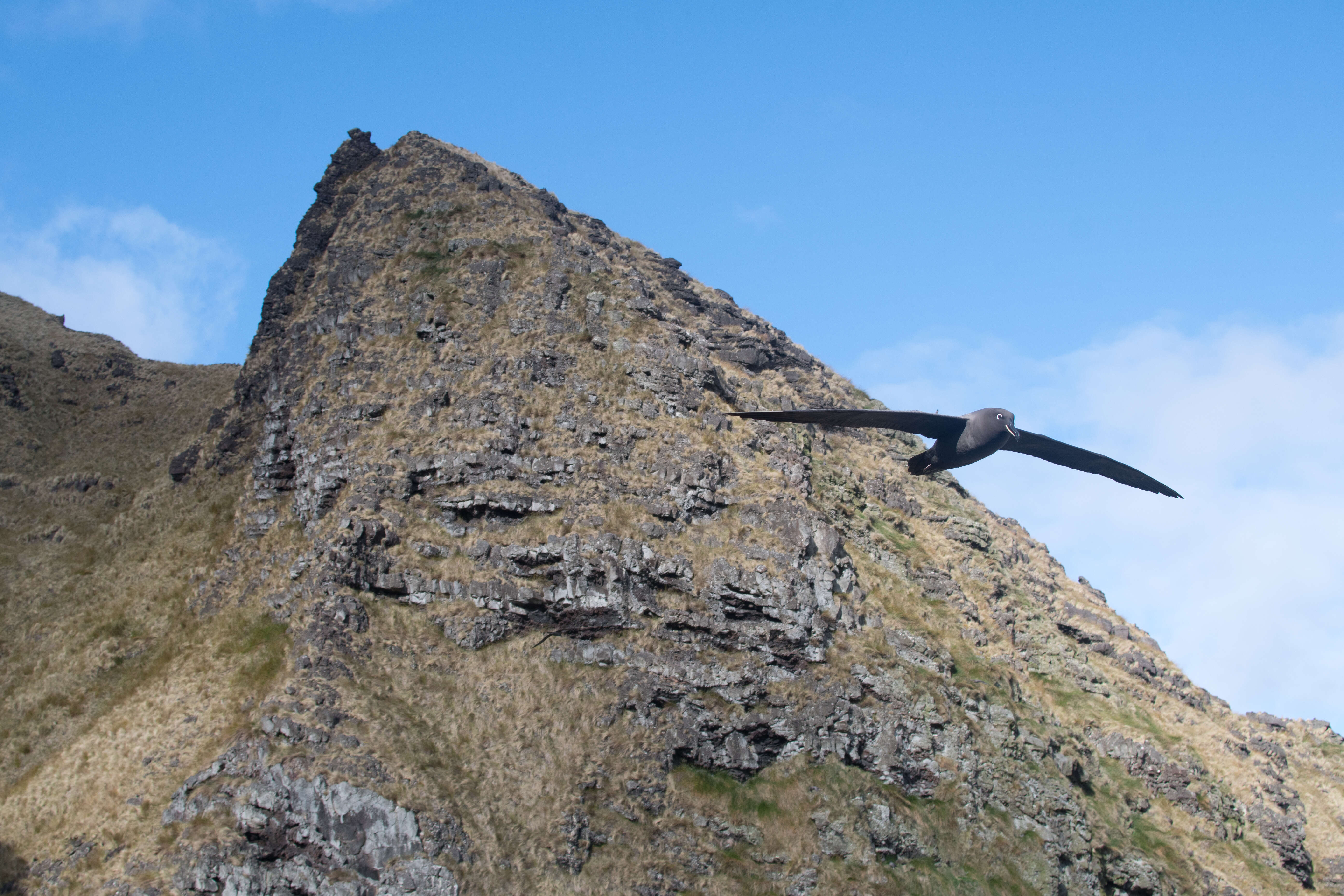 Image of Dark-mantled Sooty Albatross