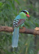 Image of Common Green Magpie