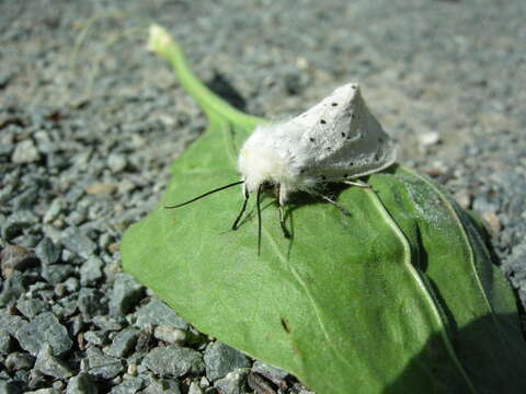 Image of white ermine