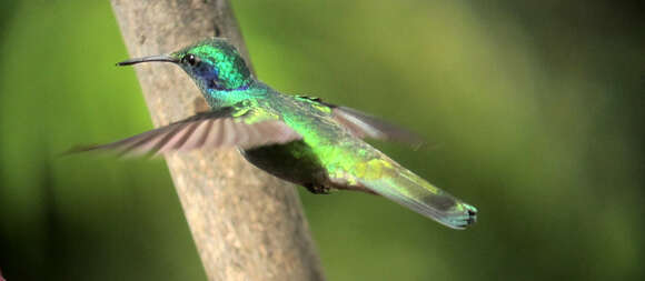 Image of Lesser Violetear