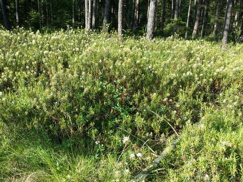 Imagem de Rhododendron tomentosum (Stokes) Harmaja