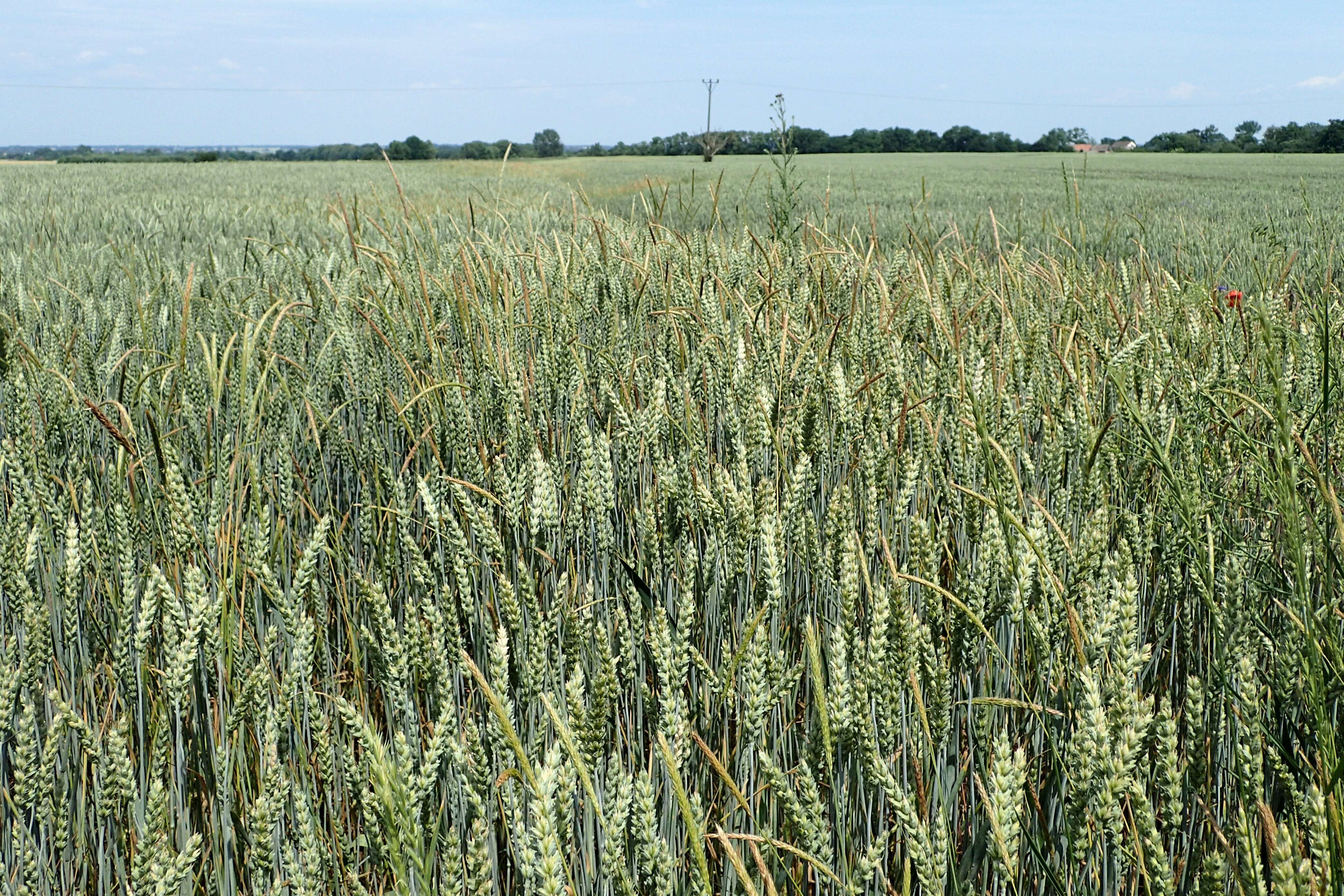 Image of black-grass