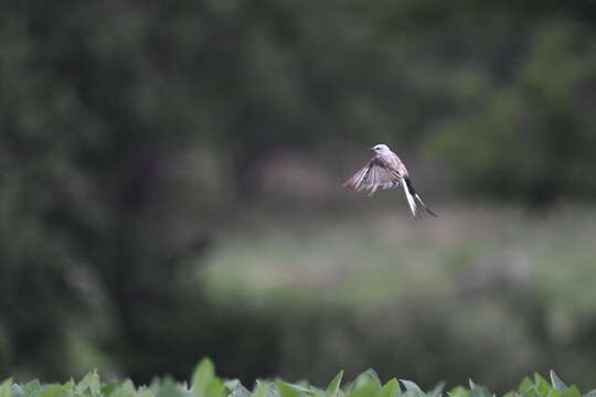 Image of Scissor-tailed Flycatcher