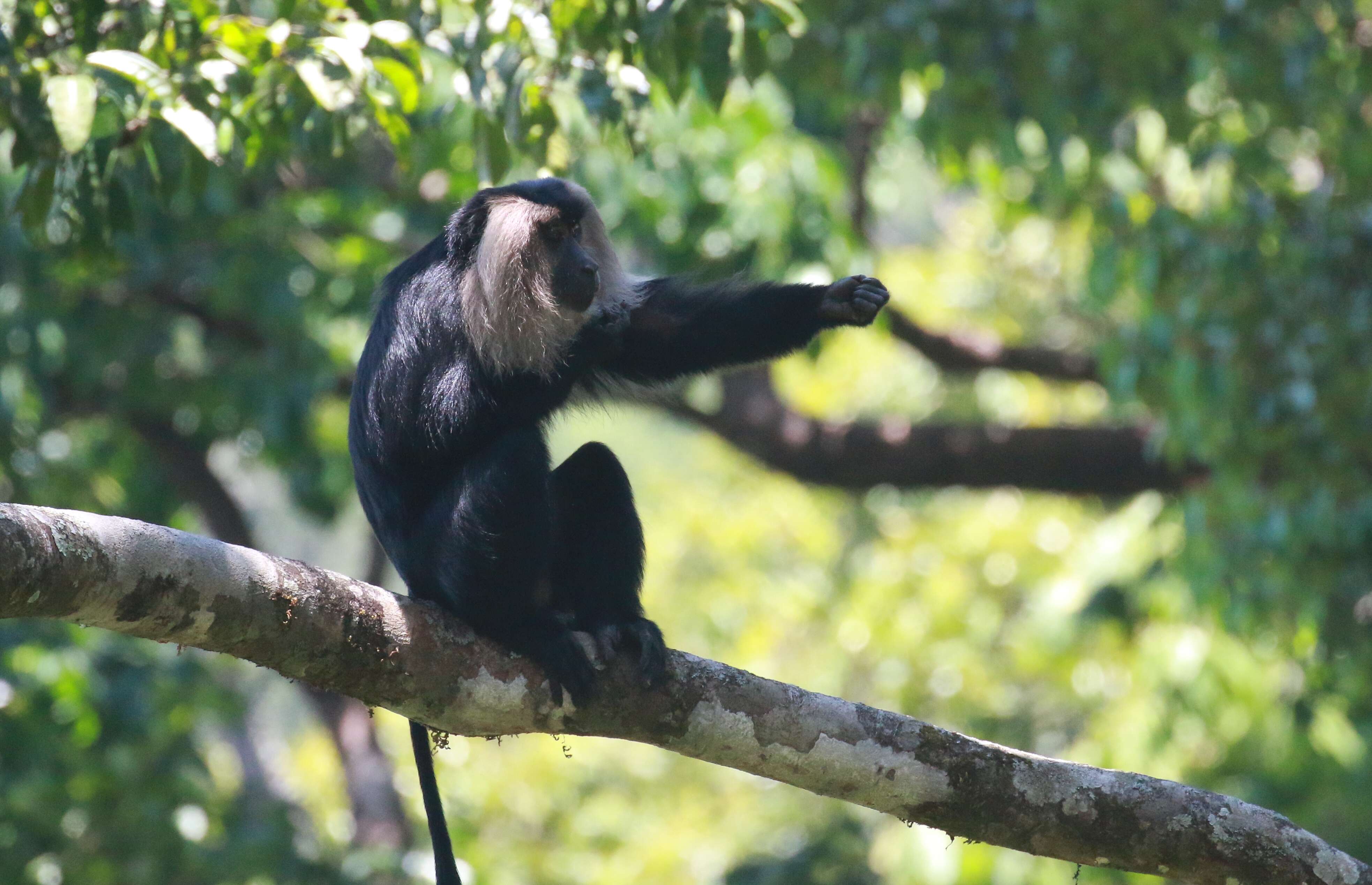 Image of Lion-tailed Macaque