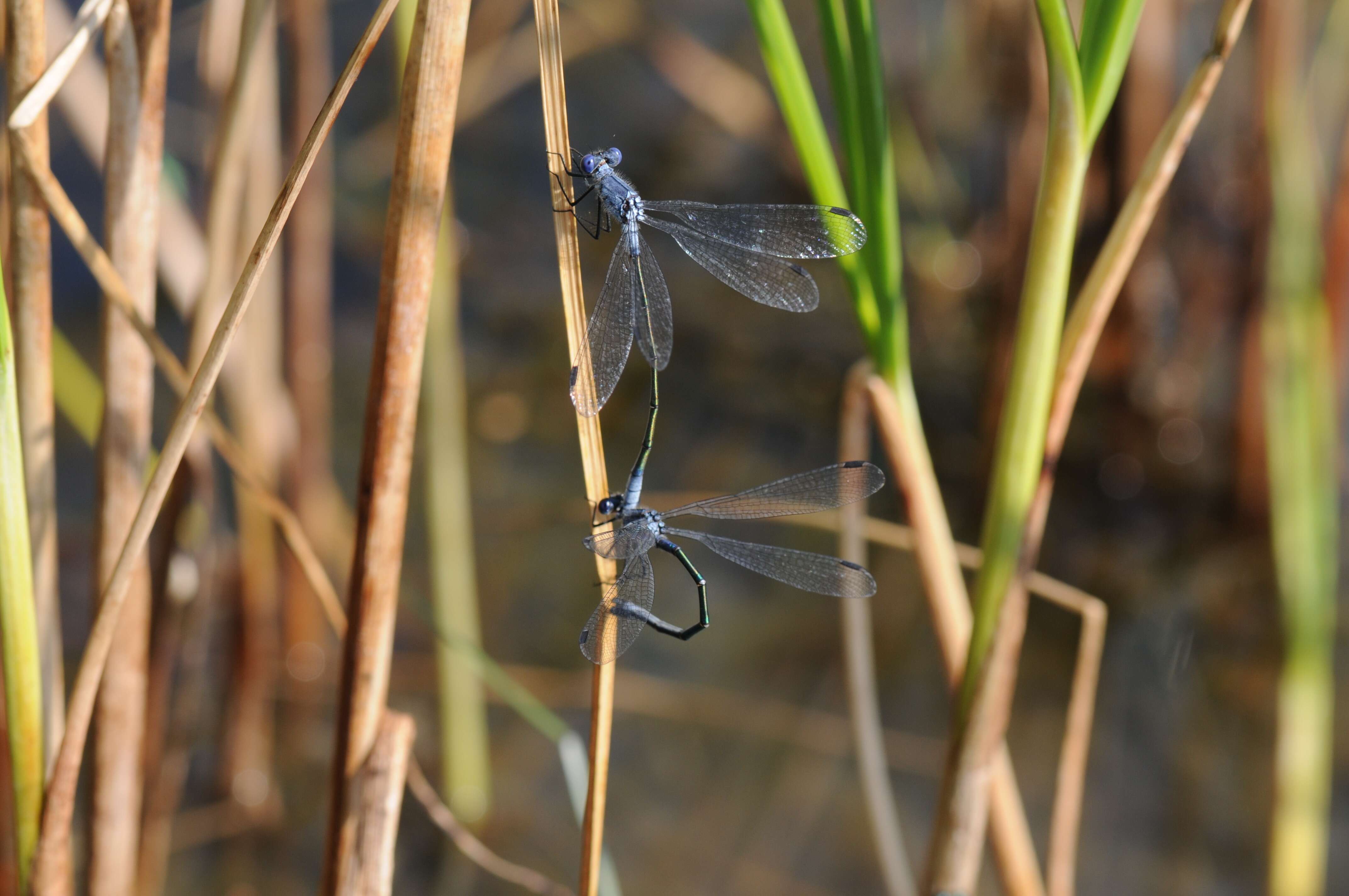 Image of Dark Spreadwing