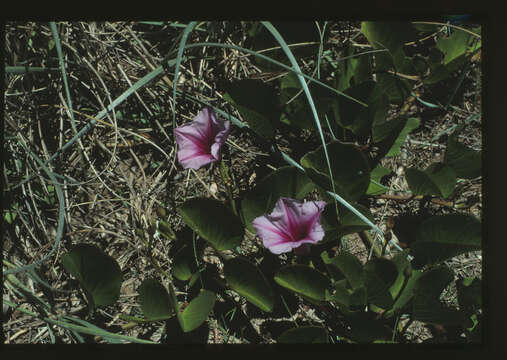 Ipomoea pes-caprae (L.) R. Brown resmi