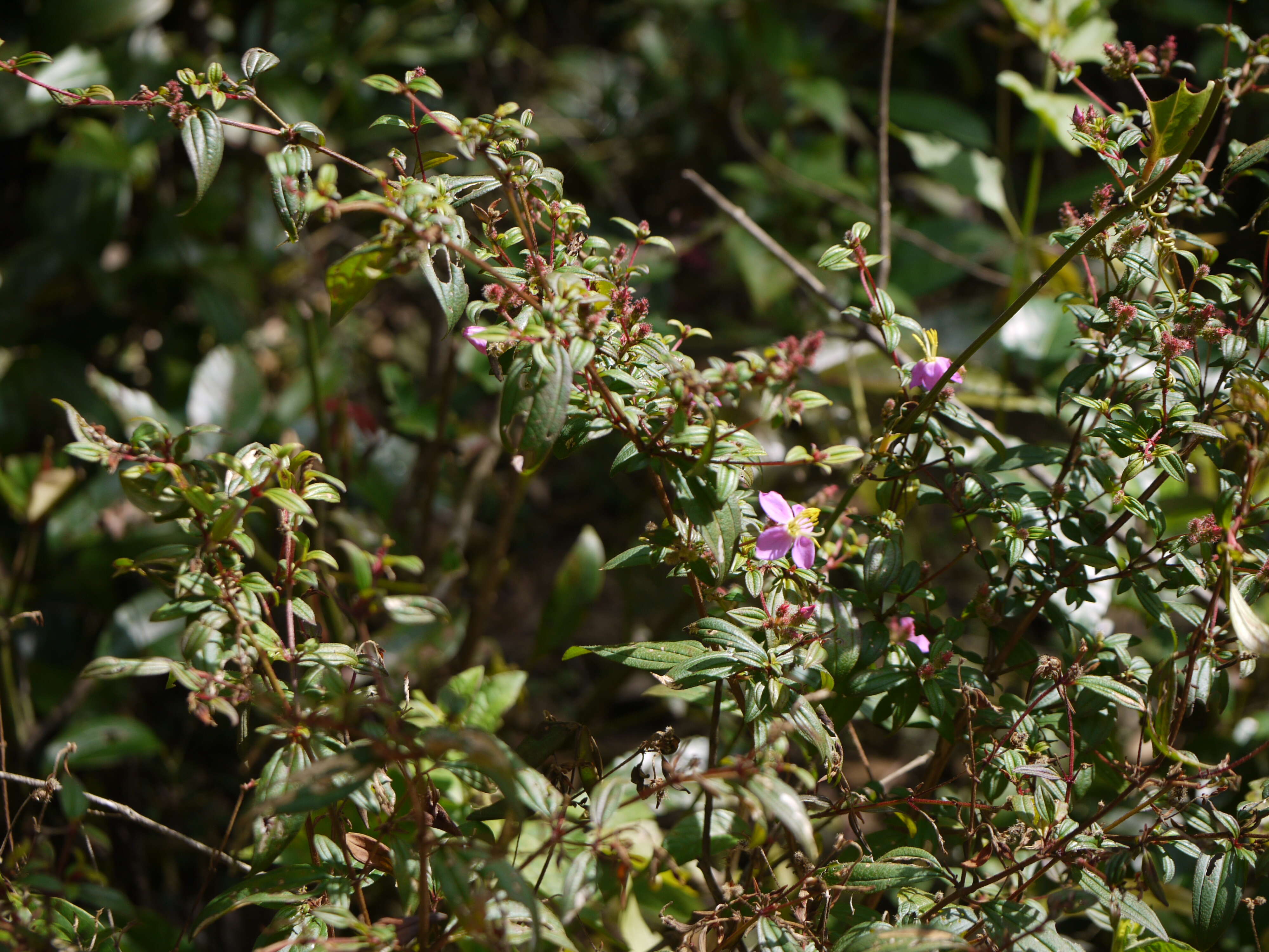 Osbeckia octandra (L.) DC.的圖片