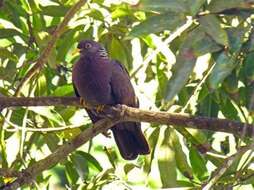 Image of Comoro Olive-Pigeon