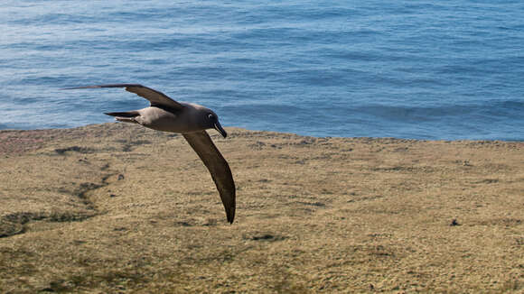 Image de Albatros brun