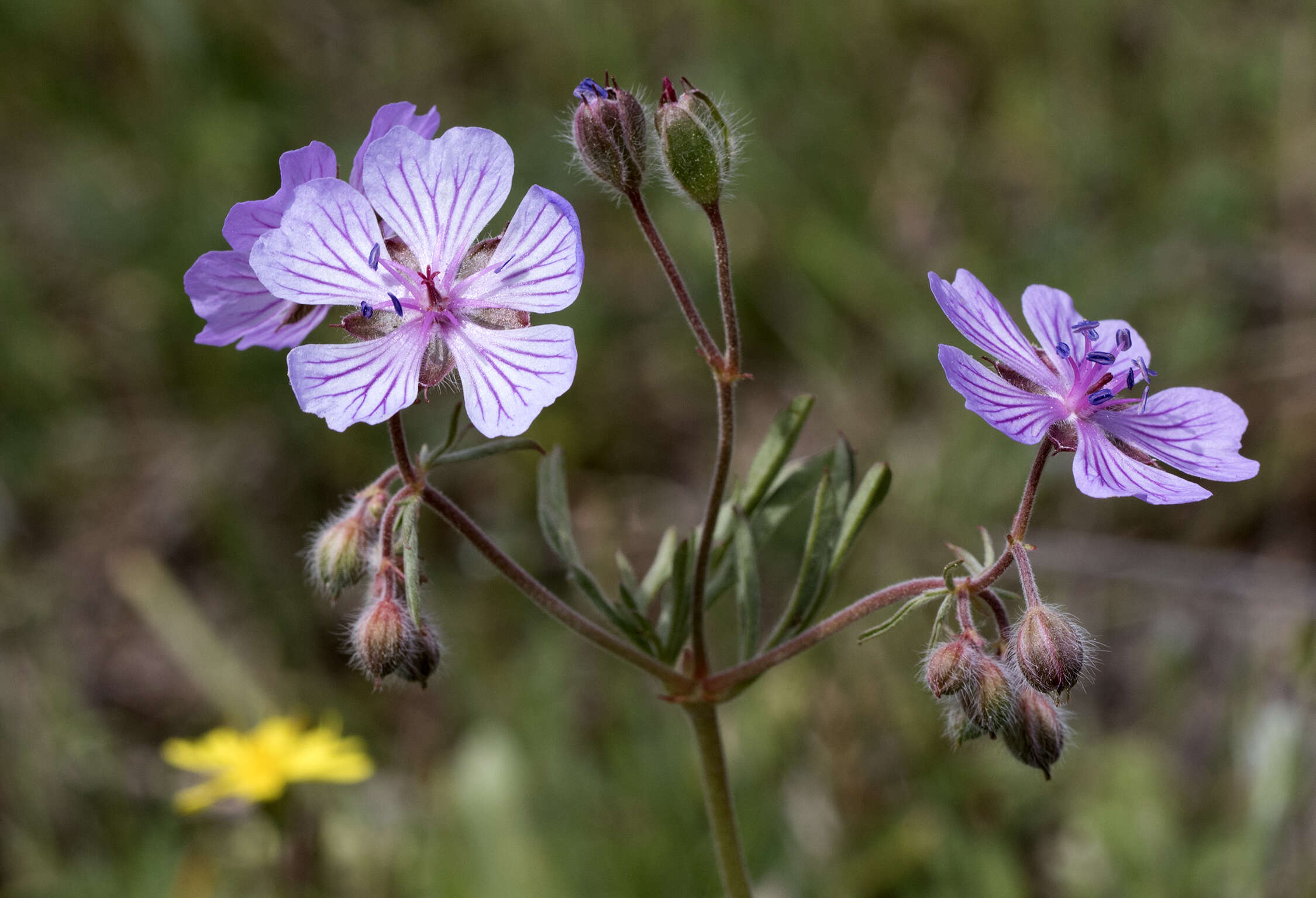 Image of Tuberous Cranesbill