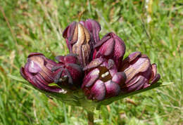 Image of Gentiana purpurea L.